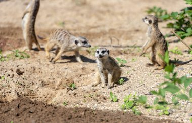 Meerkat Suricata veya Suricatta - Doğa Parkı'nda Afrika yerlisi Hayvan