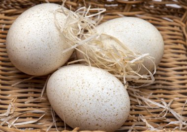 Bir Kutu içinde Üç Hindi Yumurta