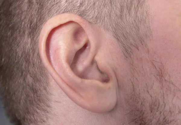 Close-up Man Ear veya İnsan Kulak