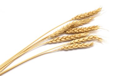 Beyaz arka plan üzerinde izole kuru buğday kulaklar