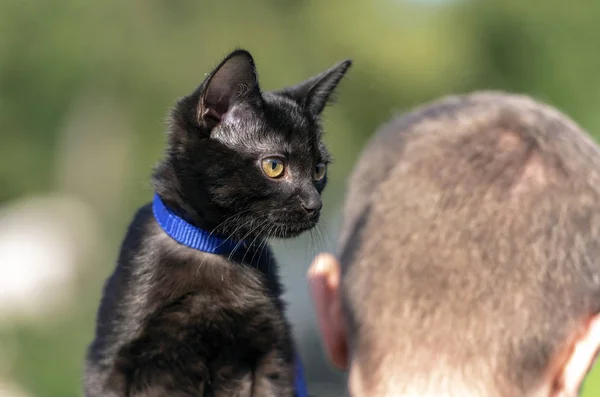 Domestic black Cat on a leash traveling with an Owner in a park