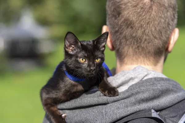Domestic black Cat on a leash traveling with an Owner in a park