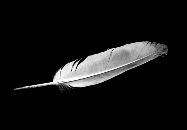 Dove Feather Geïsoleerde Vogel Veren Een Zwarte Achtergrond — Stockfoto