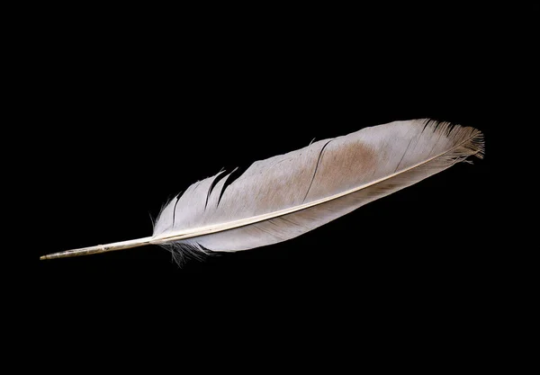 Dove Feather Geïsoleerde Vogel Veren Een Zwarte Achtergrond — Stockfoto
