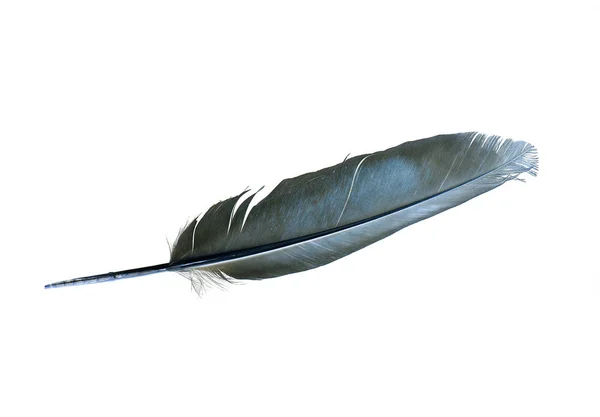 Pluma Paloma Azul Aislada Sobre Fondo Blanco — Foto de Stock