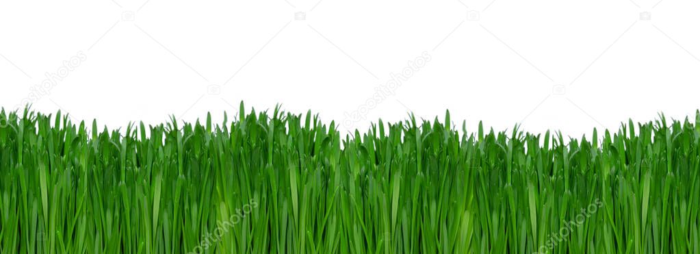 Vibrant Green Grass isolated on white background, fresh green grass side view