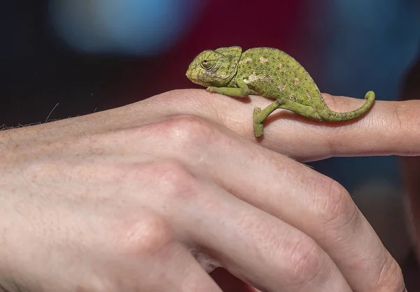 Small young Chameleon on a Human Finger wild green Chameleon