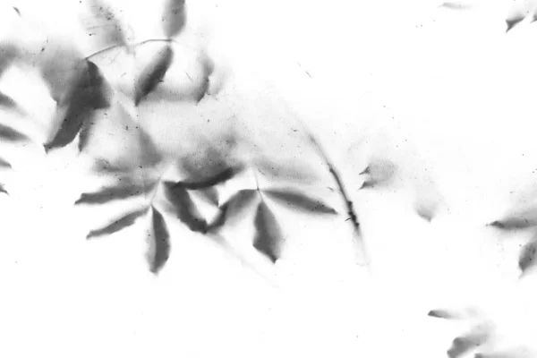 Тени Листьев Деревьях Старинная Грязная Текстура Фон Абстрактный Фон Теней — стоковое фото