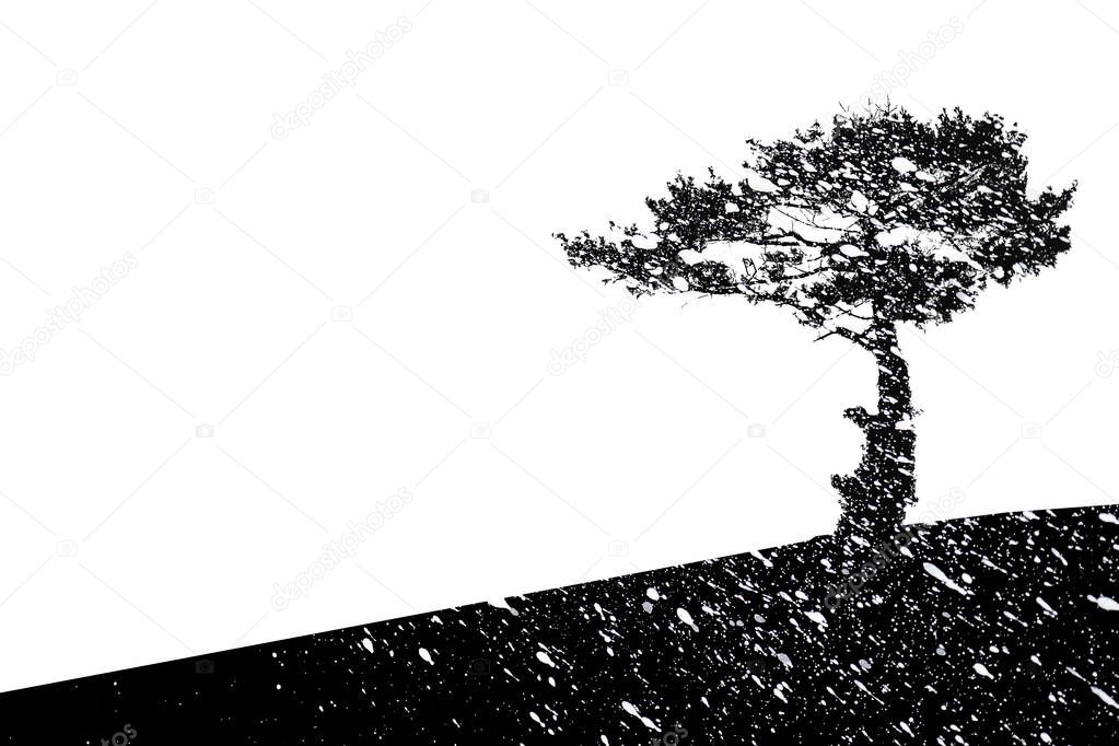 Lonely tree and snowfall, silhouette black Pine in winter season, creative picture