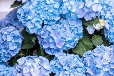 Mavi ortanca ya da Hortensiya 'nın muhteşem çiçekleri, Hydrangea Makrophylla yakın plan