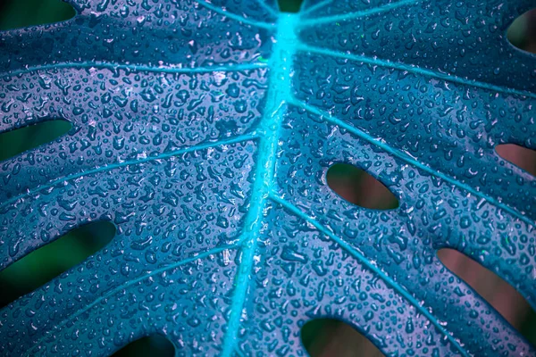 Hoja Azul Monstera Hoja Palma Con Gotas Planta Tropical Atípica —  Fotos de Stock