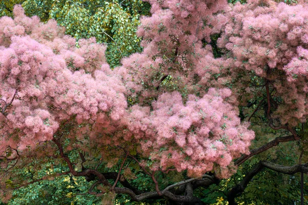 Skumpiya日光浴 Cotinus Coggygria或Smoke树 — 图库照片