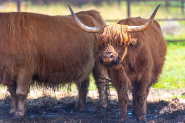 İskoç ineği çiftlikte, İskoç ineği