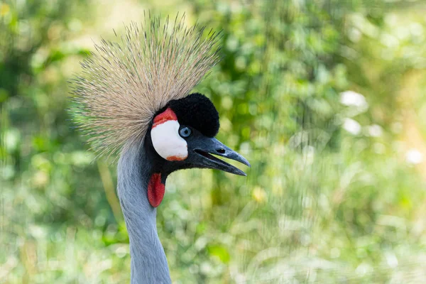 Jefe Grúa Coronada Balearica Regulorum Naturaleza — Foto de Stock