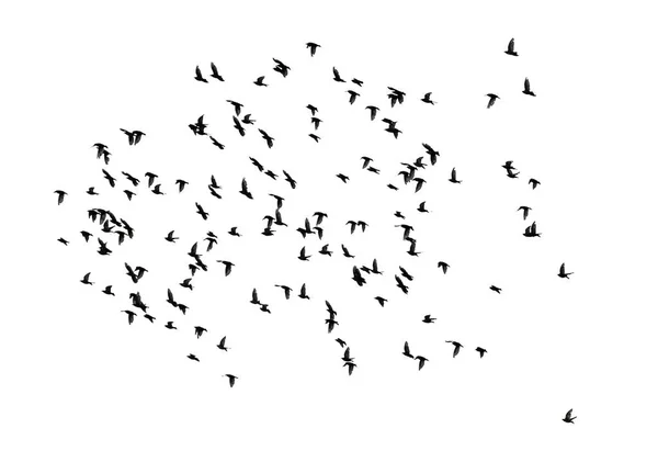 Beyaz Arka Planda Izole Edilmiş Büyük Bir Kuş Sürüsü — Stok fotoğraf