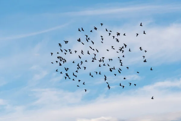 Stado Ptaków Błękitnym Niebie — Zdjęcie stockowe