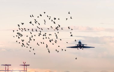 Havaalanındaki uçağın önündeki kuş sürüsü, uçaklar için tehlikeli durumlarla ilgili konsept resim