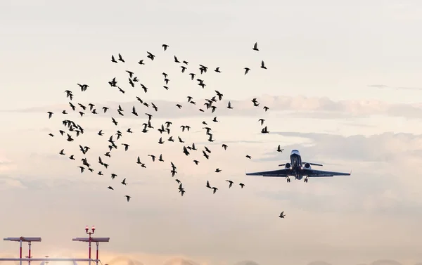Flock of birds in front of airplane at airport, concept picture about dangerous situations for planes