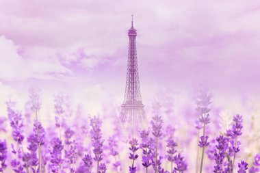 Paris 'teki Eyfel Kulesi' nin tipik olmayan manzarası lavanta çiçekleri, yaz manzarası, metin için alan