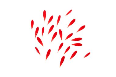 Kırmızı Gerbera yaprakları, beyaz üzerinde ayrı kırmızı taç yaprakları.