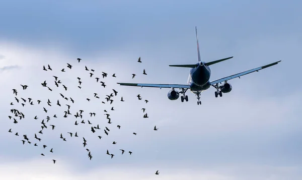 Vogelschwarm Vor Flugzeug Flughafen Konzeptbild Über Gefährliche Situationen Für Flugzeuge — Stockfoto