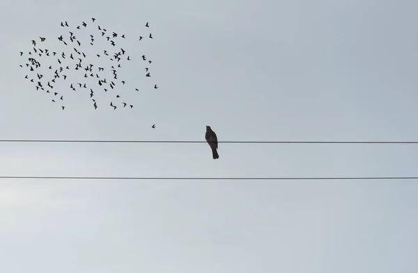 Samotny Ptak Siedzący Drutach — Zdjęcie stockowe