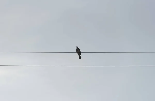 Einsamer Vogel Sitzt Auf Drähten — Stockfoto