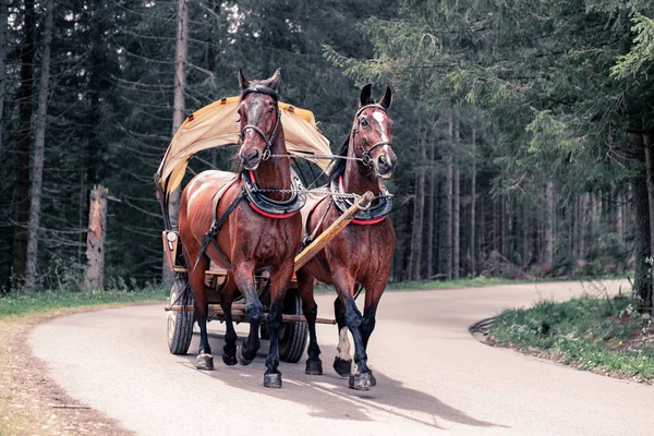 Horses for transporting people with a pram by the Morskie Oko lake in the Tatras, Poland. — Stock Image Horses Transporting People Pram Morskie Oko Lake Tatras Poland Stock Photo
