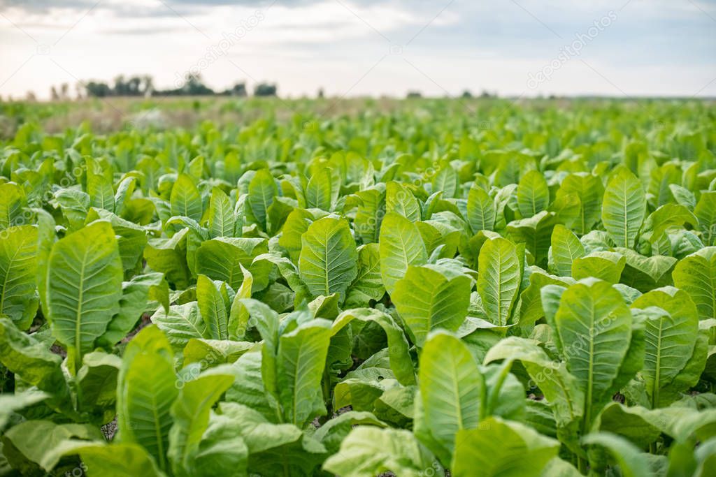 Tobacco plantation with deep green leaves in Poland.