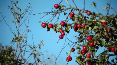 güneşli bir günde bir elma ağacı dalı üzerinde kırmızı olgun elma