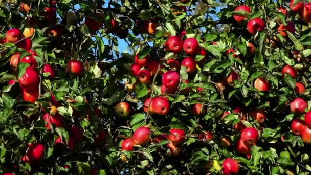 Manzanas rojas maduras en una rama de manzano en un día soleado — Vídeo de stock