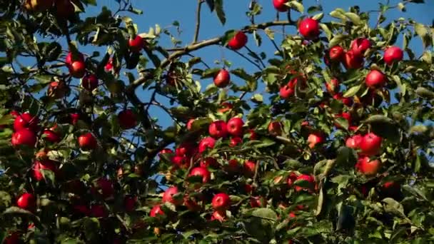 Güneşli bir günde bir elma ağacı dalı üzerinde kırmızı olgun elma — Stok video