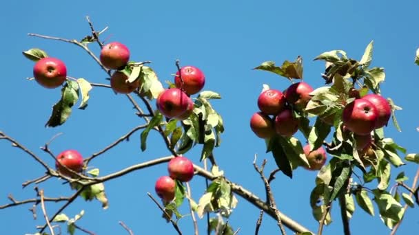 Pommes mûres rouges sur une branche de pommier par une journée ensoleillée — Video