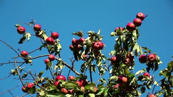 Красные спелые яблоки на ветке яблони в солнечный день — стоковое видео