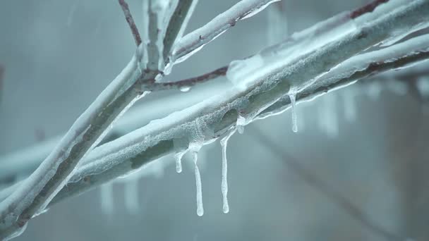 冰的树分支在降雪与冰柱 — 图库视频影像