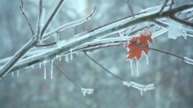 buz gibi snow1 bir ağaç dalı son sonbahar yaprağı