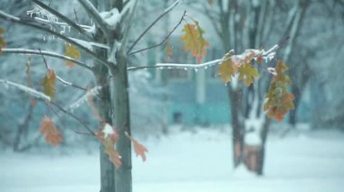 bir ağaç üzerinde bir Noel tree3 gibi kışın yaprak