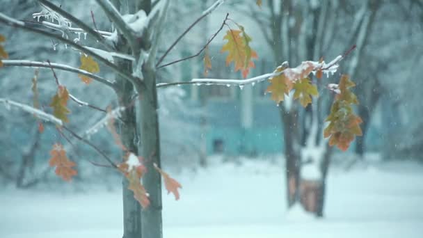 Листя на дереві взимку, як ялинка3 — стокове відео