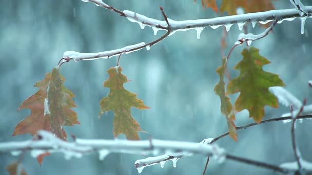 Hojas en un árbol en invierno como un árbol de Navidad2 — Vídeos de Stock