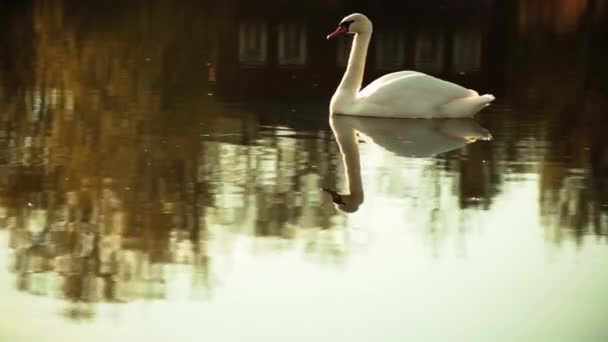 Одинокий лебедь на пруду — стоковое видео