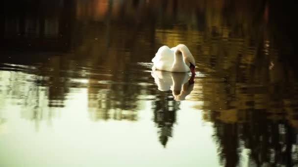 Cisne solitário na lagoa — Vídeo de Stock