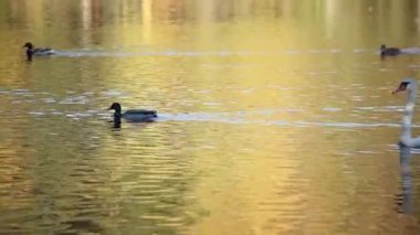 ördekler ve kuğuları sarı göl'hızlı yüzmek