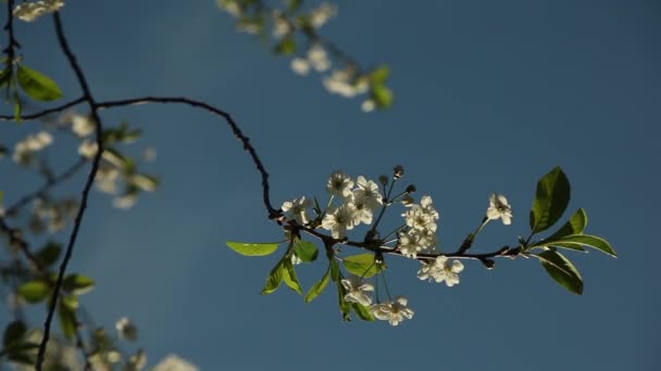 Flores de cerezo blanco en un árbol contra un cielo azul — Vídeos de Stock