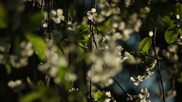 Flores de cereja em um ramo em um dia ensolarado — Vídeo de Stock