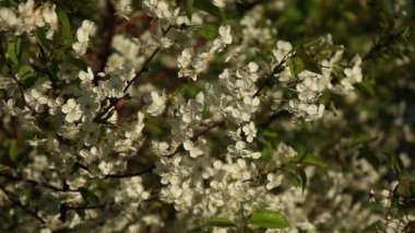 güneşli bir dal kiraz çiçekleri