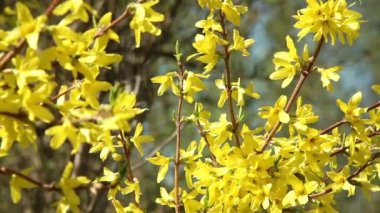 forcionia kütükler parlak sarı çiçek bahar ile