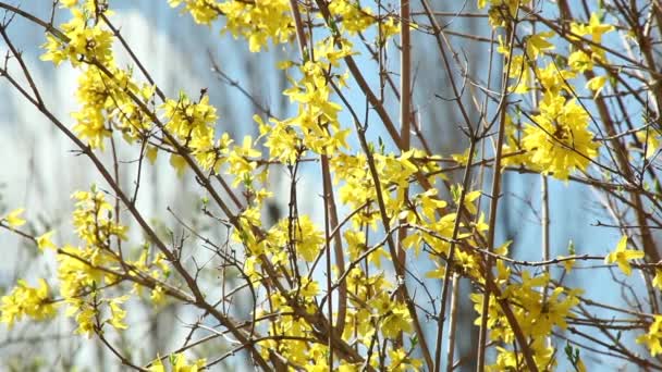 Florece forcionia con flores de color amarillo brillante en primavera — Vídeos de Stock
