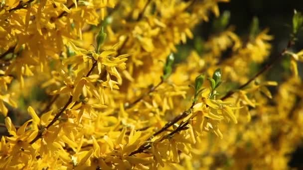 Fioriture forcionia con fiori giallo brillante in primavera — Video Stock