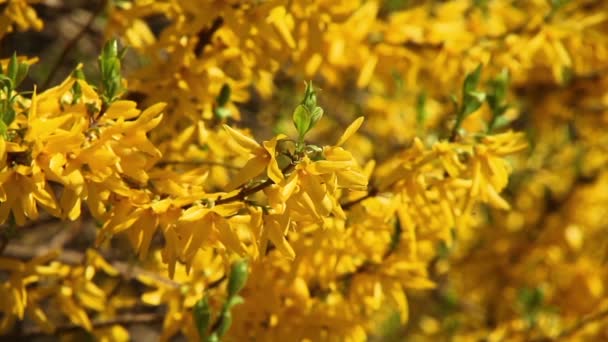 春に明るい黄色の花 forcionia の花 — ストック動画