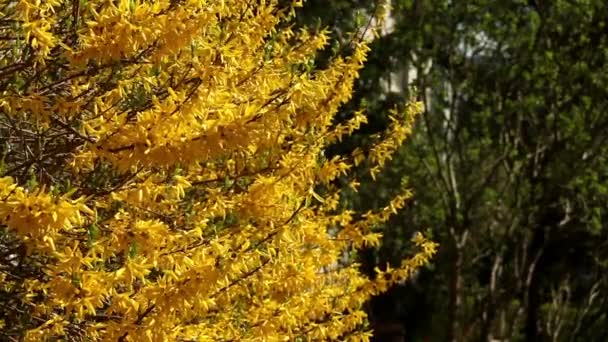 Florece forcionia con flores de color amarillo brillante en primavera — Vídeos de Stock